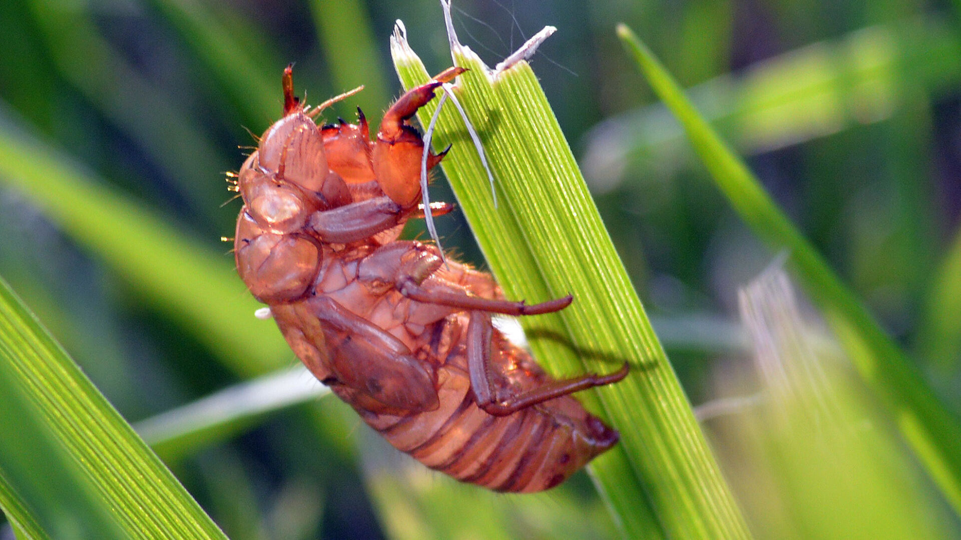 Brood X is almost here. Billions of cicadas to emerge in eastern US